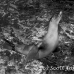 lion_sea_galapagos_cou_h_0048_ecu1130_bw.jpg